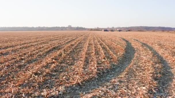 Landbouwveld Het Oogsten Van Maïs Close Zicht Landbouwmachines Vrachtwagens Landbouwgrond — Stockvideo