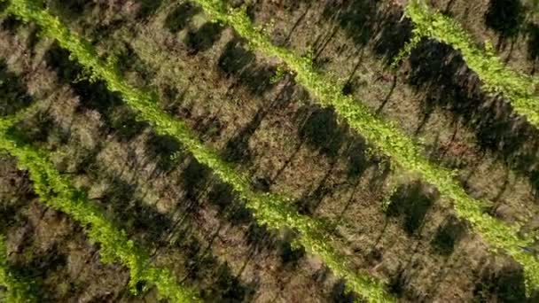 Vista Aérea Drone Green Vineyard Vista Superior Pan Cultivo Materias — Vídeo de stock