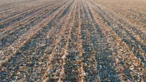 Сільськогосподарське Поле Після Збору Кукурудзи Вид Крупним Планом — стокове відео