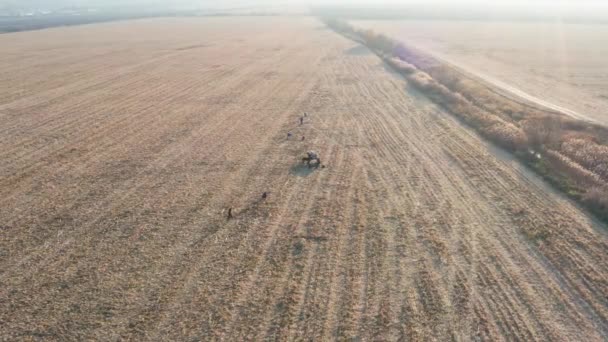 Крестьяне Собирают Остатки Кукурузы Поле После Уборки Комбайном Жизнь Деревне — стоковое видео