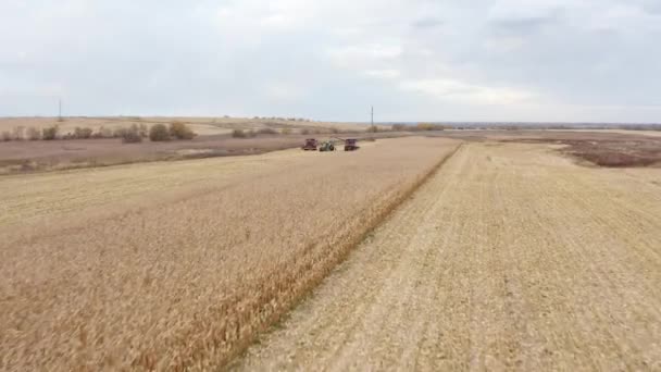 Landbouwveld Tijdens Maïsoogst Bereiding Van Exportproducten — Stockvideo