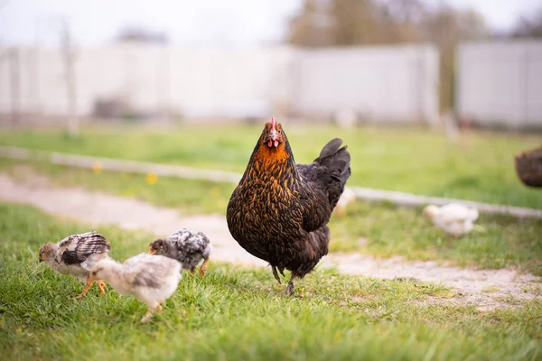 Broody Hen Her Few Weeks Old Chicks Yard Life Domestic — Foto de Stock