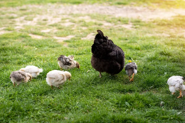 Broody Hen Teaches Young Chicks Get Food Domestic Poultry — Foto de Stock