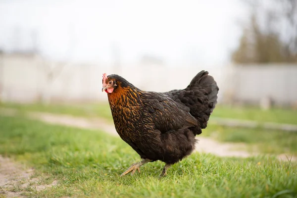 Black Hen Green Yard Life Domestic Chickens — Foto de Stock