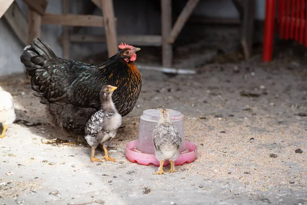 Broody Hen Chickens Drinks Water Drinking Bowl Little Chicks Mother ロイヤリティフリーのストック画像