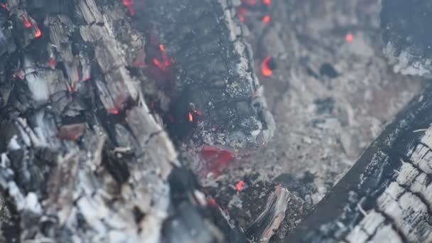 Brennholz Aus Eiche Der Räucherei Nahsicht Das Räuchern Von Hausgemachten — Stockvideo