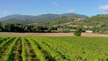 Yeşil ve bakımlı üzüm bağının üstünde drone manzarası var. En kaliteli ev yapımı şarabı yapmak için üzüm yetiştiriyorum. Kır manzarası, İtalya