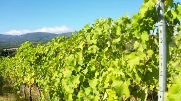 Parmi Les Grappes Raisins Dans Vignoble Verdoyant Vue Rapprochée Cultiver — Video