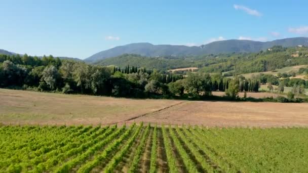 Viñedo Verde Haciendo Vino Casero Paisaje Rural Vista Dron — Vídeo de stock