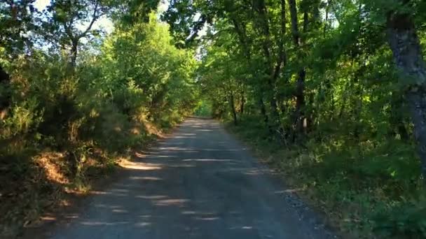 Sendero Estrecho Entre Bosque Verde Los Rayos Del Sol Atraviesan — Vídeo de stock