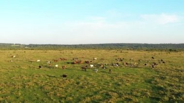 Atların ve ineklerin yeşil bir çayırda otlamasını ve etraflarında uçan serçe sürülerini gösteren drone görüntüsü. Kırsal alan, Ukrayna  