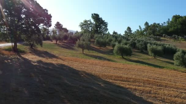 Πράσινος Ελαιώνας Στην Πλαγιά Του Βουνού Όμορφο Φυσικό Τοπίο Καλοκαίρι — Αρχείο Βίντεο