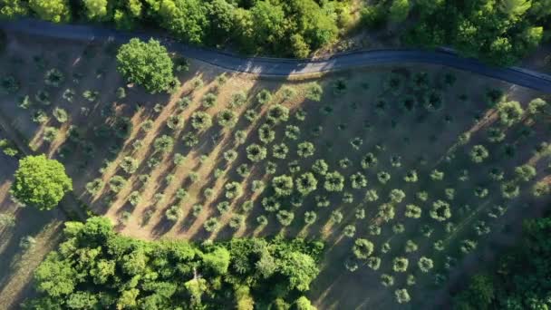 Aerial Drone Widok Zielony Ogród Oliwny Wzgórzu Widok Góry Drzewa — Wideo stockowe