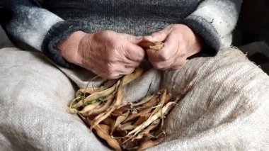 Yaşlı kadın kabuklardan haricot fasulyesi çıkarıyor. Tarladan taze hasat. Sağlıklı yemek..