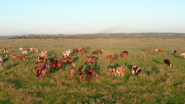 Grup inekleri olan atlar otlakta otlar. At ve sığır yetiştiriciliği