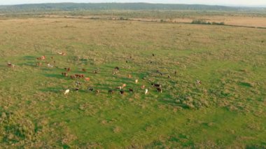 Sığırlar otlakta otlar, hava manzarası. Sığır yetiştiriciliği
