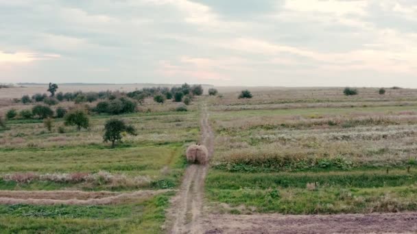 Horse Drawn Wooden Cart Hay Move Dirt Road Fields — Αρχείο Βίντεο