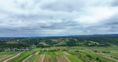 Flock of white storks flies in sky, push in. Preparatory flights on the eve of migration to warm regions. August month. Wildlife. Aerial Drone view, 4K