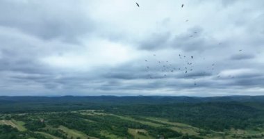 Flock of white storks flies in sky. Preparatory flights on the eve of migration to warm regions. August month. Wildlife. Aerial Drone view, 4K