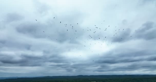 Birds Circling Sky Group White Storks — Stock Video