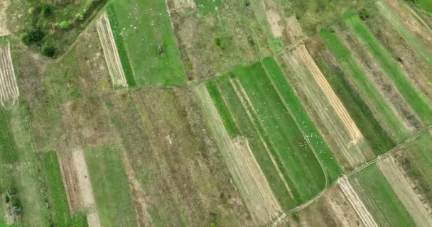 Large Group White Storks Circles Lands Top View Preparatory Flights — Vídeos de Stock