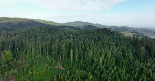 Aerial Panoramic Landscape Forest View Green Forest Carpathians Europe — Stock videók