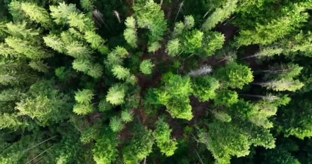 Birds Eye View Green Forest Summer Sunny Day Treetops Coniferous — Wideo stockowe