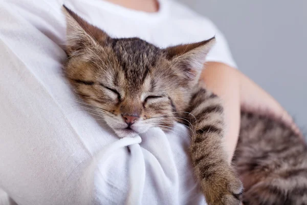 Segurando um novo animal de estimação - um pequeno gatinho — Fotografia de Stock