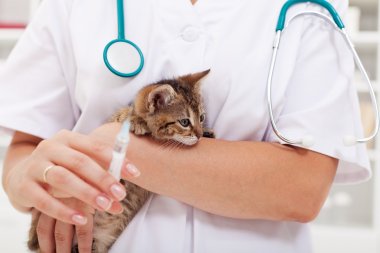 Veterinary care at animal rescue center