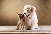 beste Freunde - Kätzchen und kleiner flauschiger Hund