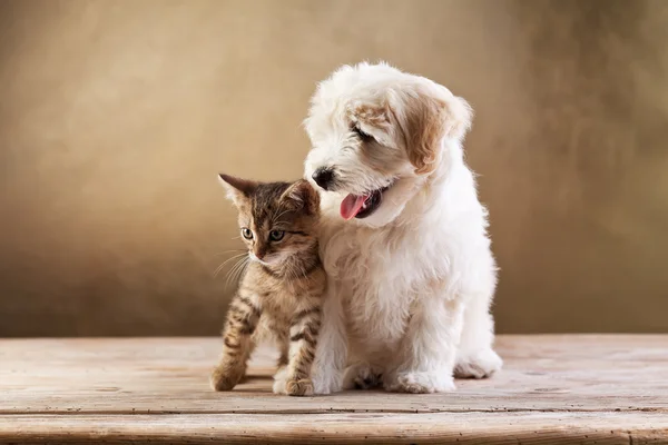 Los mejores amigos - el gatito y el perro pequeño esponjoso — Foto de Stock