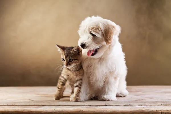 Bästa vänner - kattunge och liten fluffig hund Stockfoto