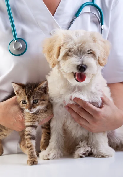 Liten hund och katt på veterinärmedicinskt Stockbild