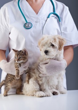 Animal doctor closeup with pets clipart