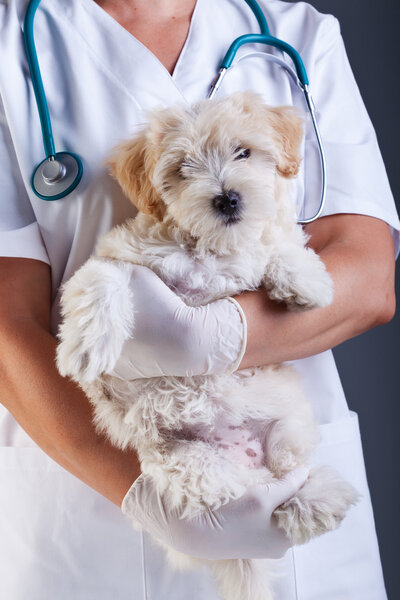 Little dog at the veterinary