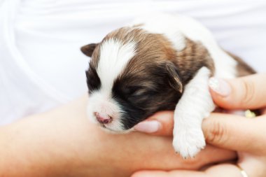 Small puppy dog in woman hand clipart
