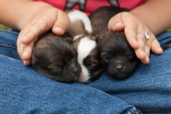 Unga hundvalpar sova protectected — Stockfoto