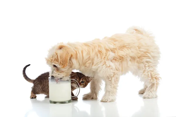 Small dog and kitten craving the same milk — Stock Photo, Image