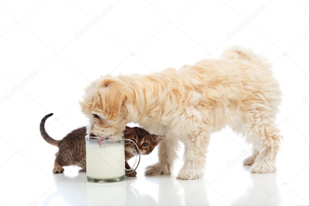 Small dog and kitten craving the same milk