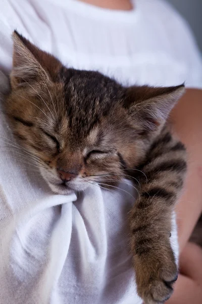 Gatinho adormecido em braços de proprietário - close-up — Fotografia de Stock