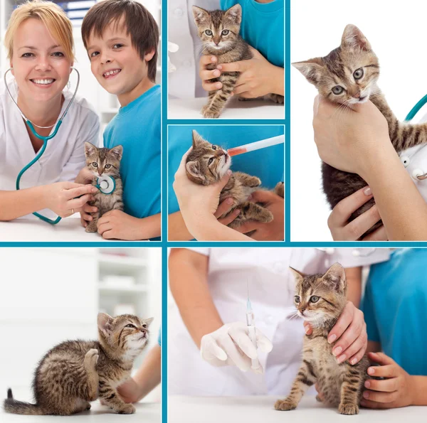 Koťátko na veterinární koláž — Stock fotografie