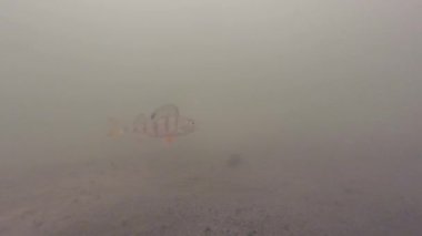 Suyun altındaki küçük levrek balıkları onun bölgesinde devriye geziyor..