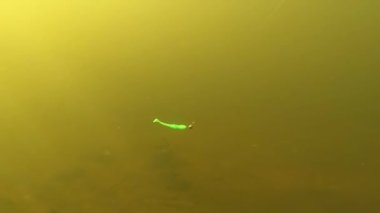 Fishing soft plastic lure in a slow motiom action underwater.