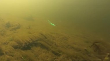 Yumuşak plastik yemle su altında balık tutma tekniği.