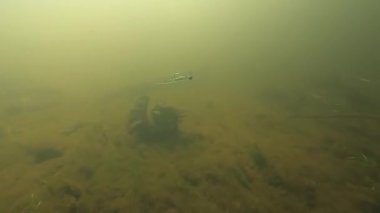 Yumuşak plastik balık yemi. Kafası su altında hareket halinde..