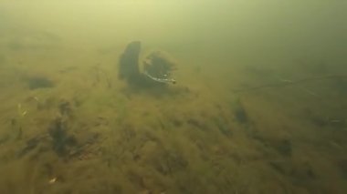 Yumuşak plastik silikon balığın sualtı hareketi.