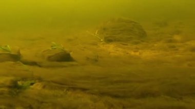 Su altında balık tutma tekniği. Yumuşak plastik yemlerin nasıl kullanılacağını..