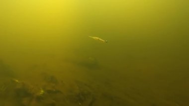 Grub fishing lure from soft plastic with double hooh and jig head in action underwater.