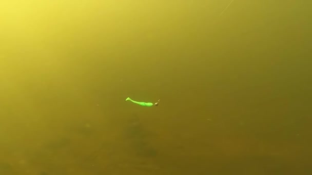 Рыбалка мягкая пластиковая приманка в медленном действии мотива под водой. — стоковое видео