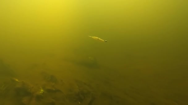 Grub fiske lockar från mjuk plast med dubbel hooh och jigg huvud i aktion under vattnet. — Stockvideo